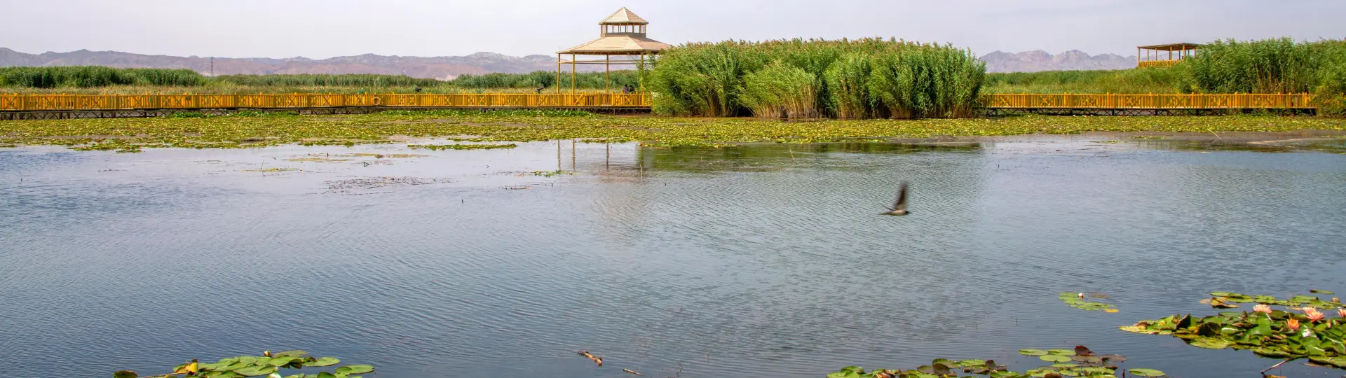 Xinjiang Bosten Lake head