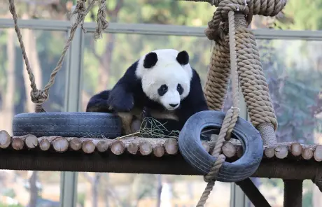 chengdu-giant-panda