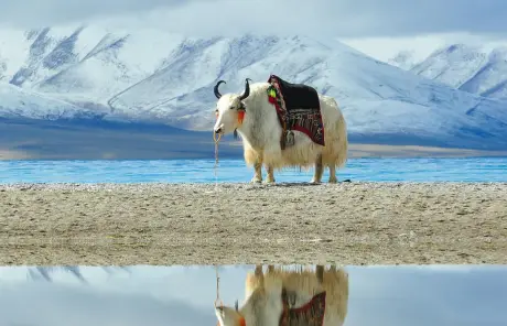 Silk Road Tour with Qinghai Lake