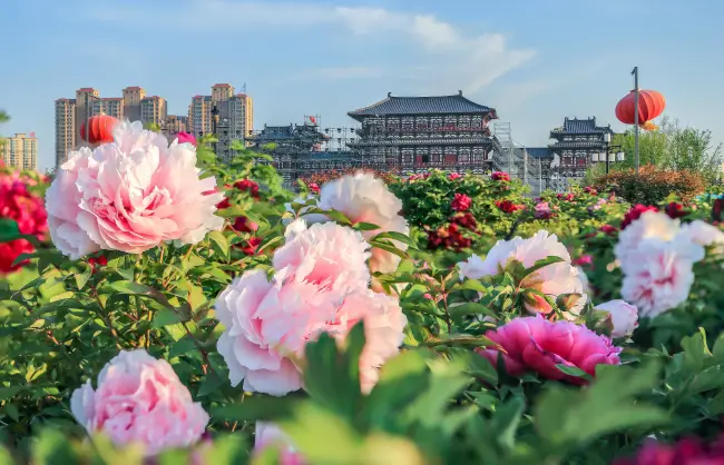Luoyang peony festival