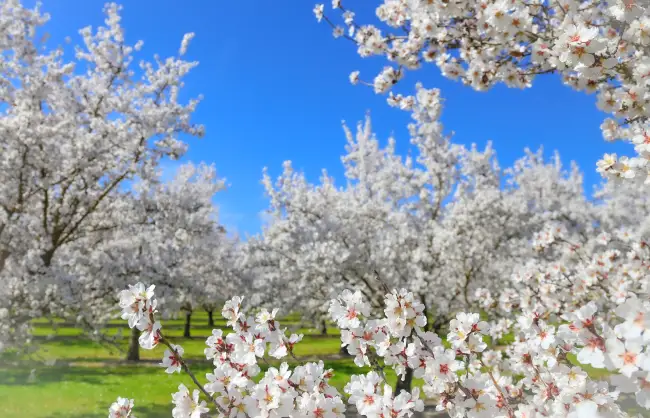 Turpan apricot flowers