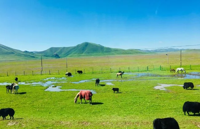 Picturesque Sangke Grassland with herds of sheep